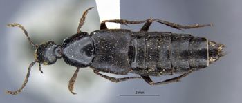 Media type: image;   Entomology 305299 Aspect: habitus dorsal view